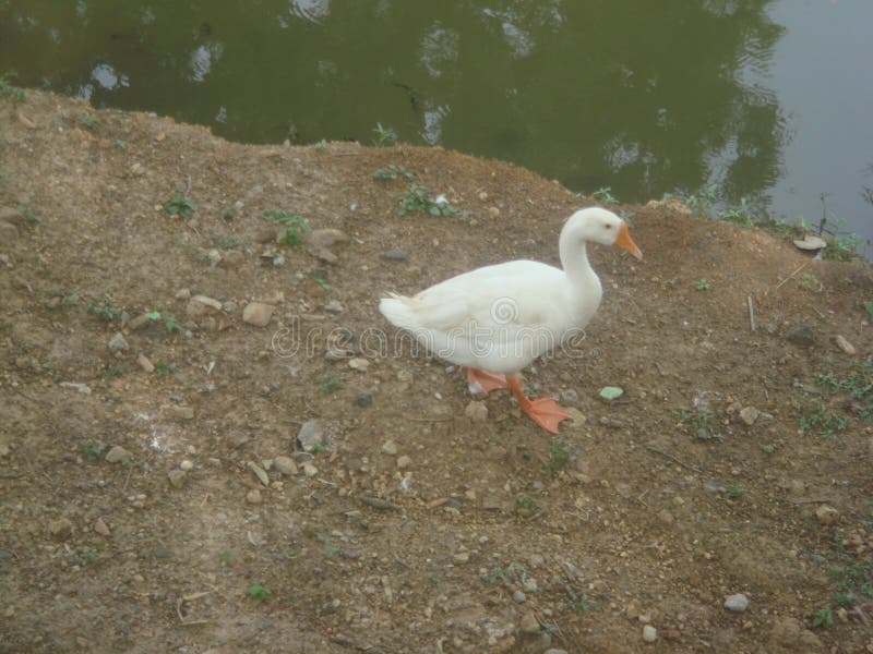 Netter Höckerschwan stockfotografie Netter Höckerschwan stockfotografie