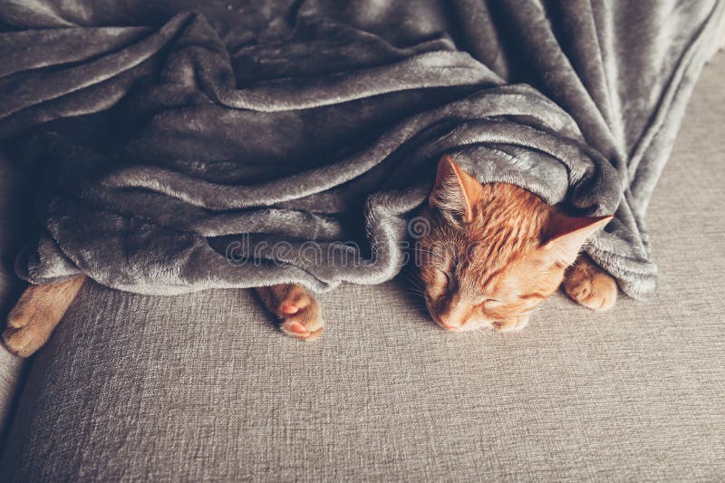 Süße Ingwerschläfe lizenzfreie stockfotos