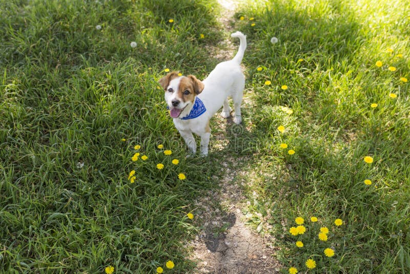 Netter junger Hund, der Spaß in einem Park draußen hat Frühlingszeit… Rosenblätter, natürlicher Hintergrund Grün lizenzfreie stockbilder Netter junger Hund, der Spaß in einem Park draußen hat Frühlingszeit… Rosenblätter, natürlicher Hintergrund Grün lizenzfreie stockbilder