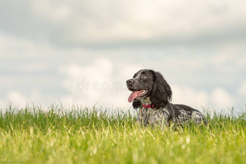 Netter junger stolzer Spanielhund des englischen Springers liegt im Gras in einer grünen Wiese lizenzfreies stockbild