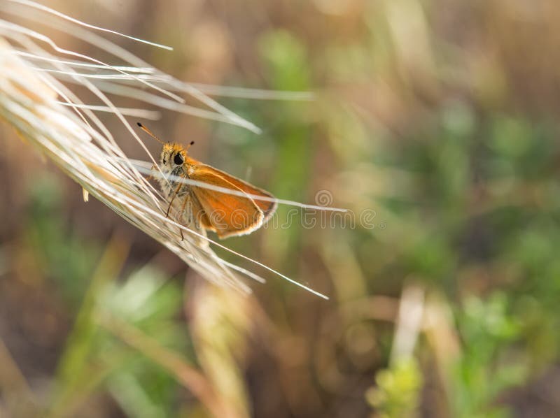 Netter kleiner orange Schmetterling mit enormen Augen lizenzfreie stockfotos Netter kleiner orange Schmetterling mit enormen Augen lizenzfreie stockfotos
