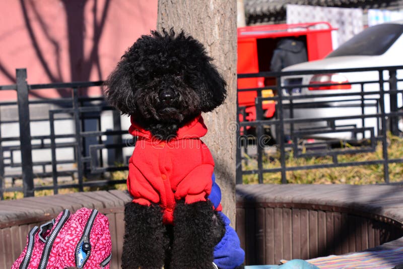 Netter Kleiner Schwarzer Hund Stockfoto Bild von tier, freizeit 81639982