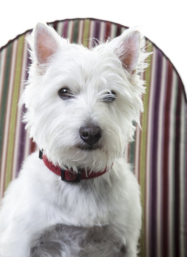 Netter kleiner weißer Hund stockfoto. Bild von weiß, ohren 31333302