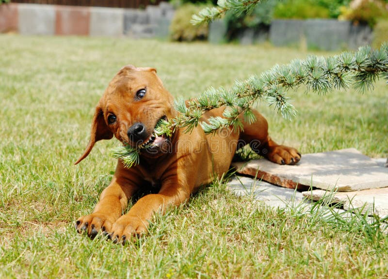 Netter Kleiner Welpe, Der Im Garten Spielt Stockbild Bild von