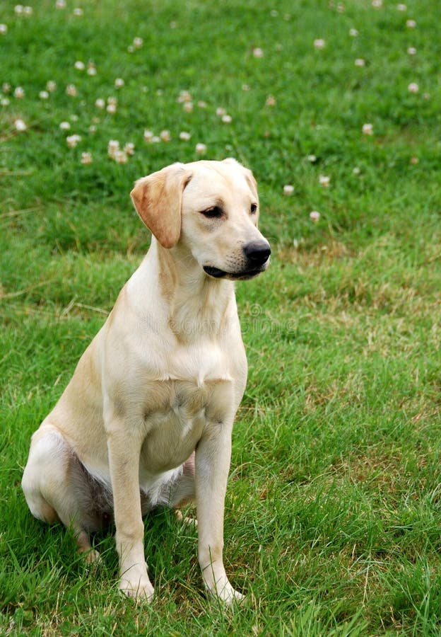 Netter Labrador-Welpe stockfotografie Netter Labrador-Welpe stockfotografie