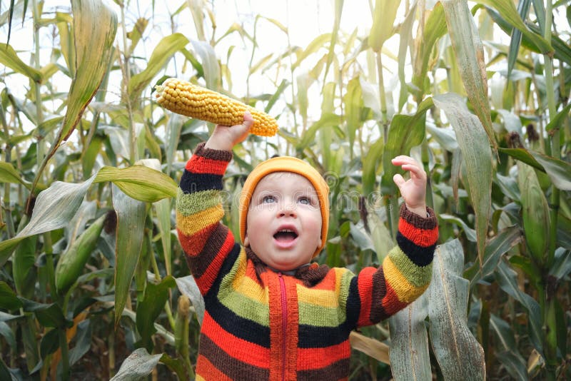 Netter lächelnder Kleinkindkinderjunge in der bunten gestrickten Pullover, die mit frischem Maiskolben auf Getreidefeld spielt. gl stockfotos