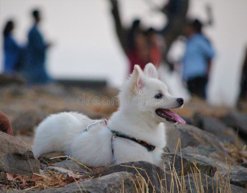 Netter parmenion Hund, der im Park von Indien spielt lizenzfreies stockfoto Netter parmenion Hund, der im Park von Indien spielt lizenzfreies stockfoto