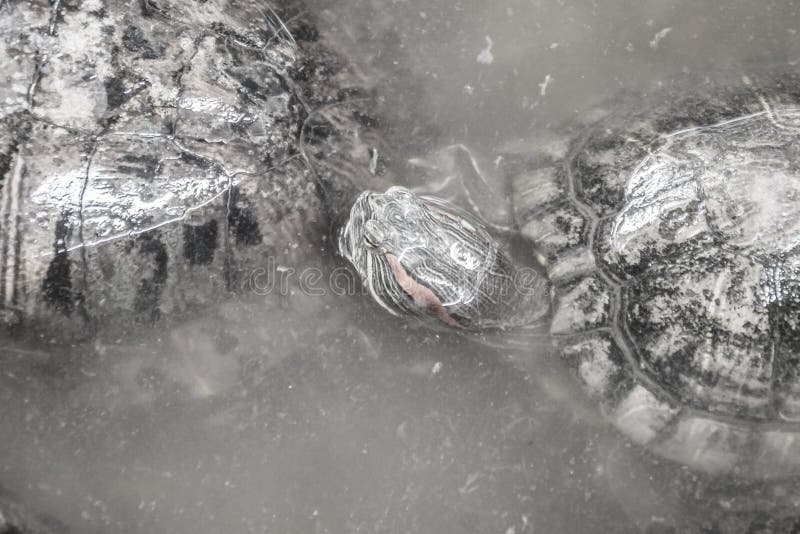 Netter rot-ohriger Schieber (Trachemys-scripta elegans), alias lizenzfreies stockfoto