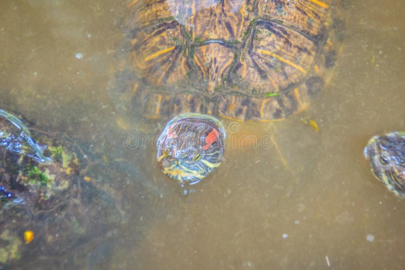 Netter rot-ohriger Schieber (Trachemys-scripta elegans), alias stockfotos