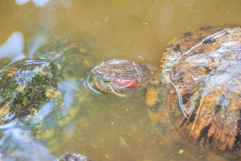 Netter rot-ohriger Schieber (Trachemys-scripta elegans), alias lizenzfreie stockfotos