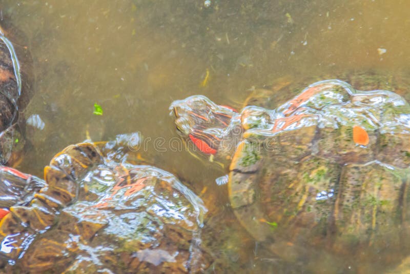 Netter rot-ohriger Schieber (Trachemys-scripta elegans), alias lizenzfreie stockbilder