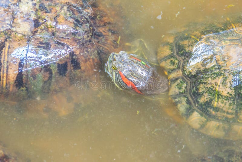 Netter rot-ohriger Schieber (Trachemys-scripta elegans), alias lizenzfreies stockfoto