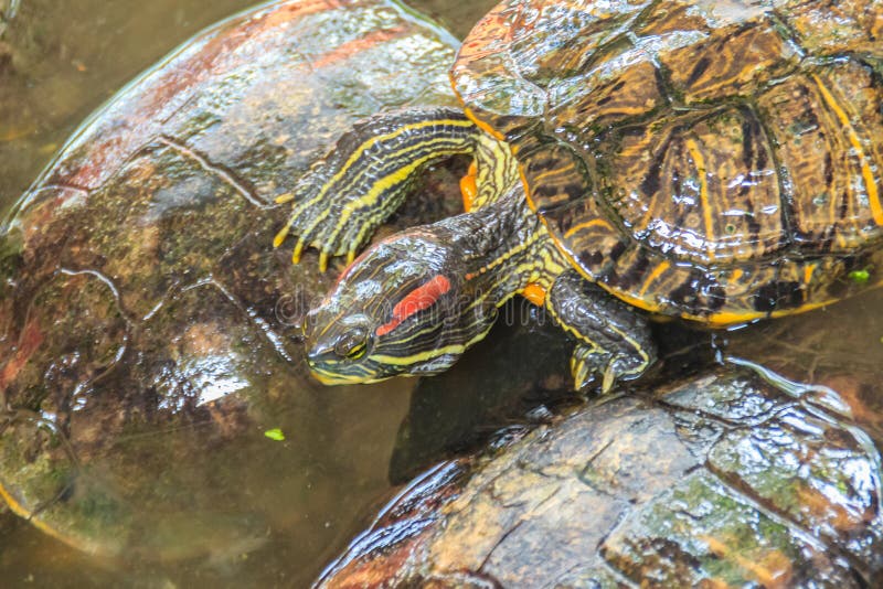 Netter rot-ohriger Schieber (Trachemys-scripta elegans), alias lizenzfreies stockbild