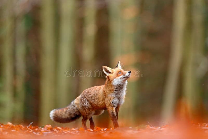 Netter roter Fox, Vulpes Vulpes, Fallwaldschönes Tier im Naturlebensraum Orange Fuchs, Detailporträt, tschechisch Sce der wild le
