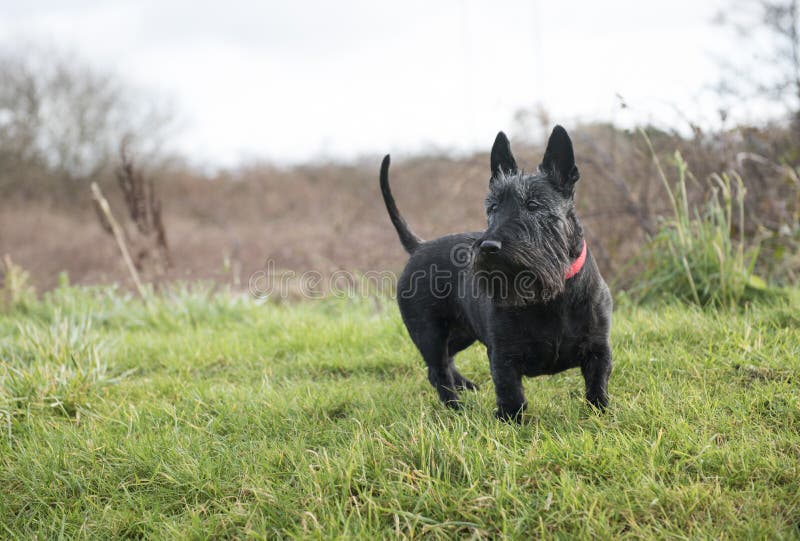 Netter schwarzer Scottish-Terrier-Hund auf grünem Gras stockfotografie Netter schwarzer Scottish-Terrier-Hund auf grünem Gras stockfotografie