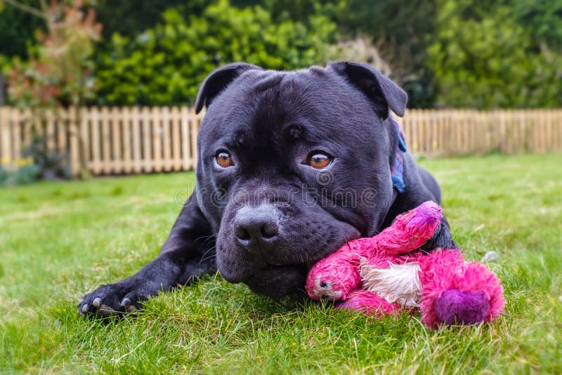 Netter schwarzer Staffordshire-Bullterrierhund, der auf der Grasaußenseite vor einem Palisadenzaun liegt Er kaut ein rosa Spielze stockfotografie Netter schwarzer Staffordshire-Bullterrierhund, der auf der Grasaußenseite vor einem Palisadenzaun liegt Er kaut ein rosa Spielze stockfotografie