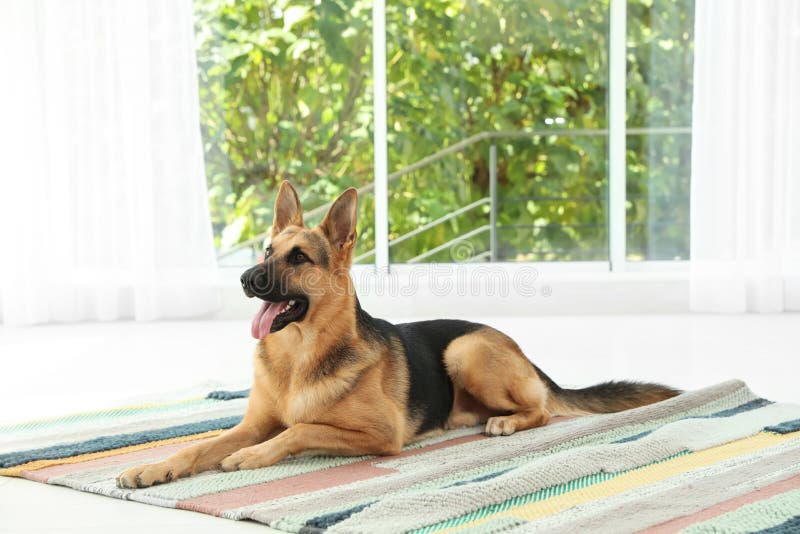 Netter Schäferhundhund zu Hause stockfotos Netter Schäferhundhund zu Hause stockfotos