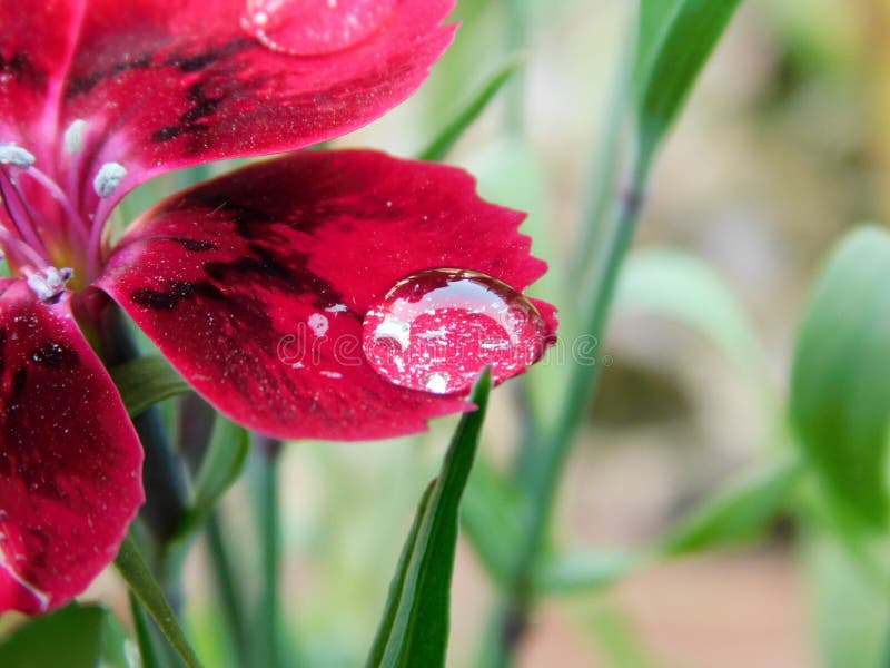 Netter schöner Wassertropfen auf Blume lizenzfreie stockfotografie Netter schöner Wassertropfen auf Blume lizenzfreie stockfotografie