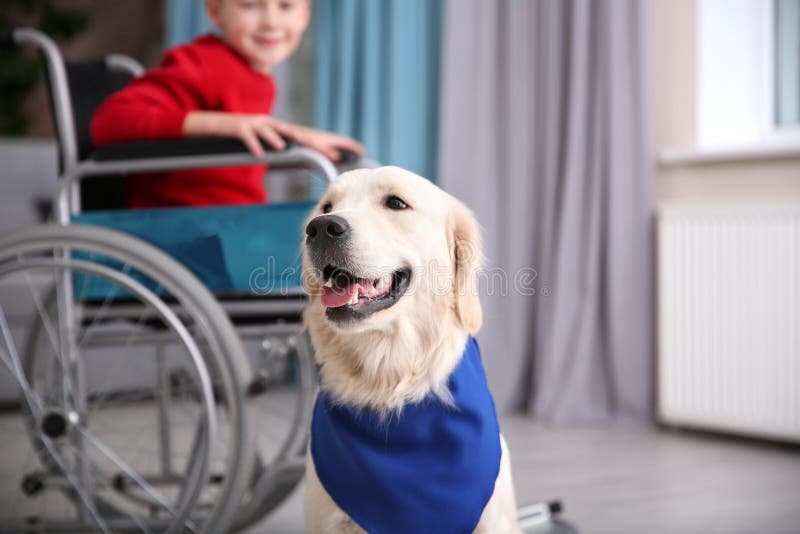 Netter ServiceHund, Der Im Rollstuhl Sitzt Stockbild Bild von hilfe