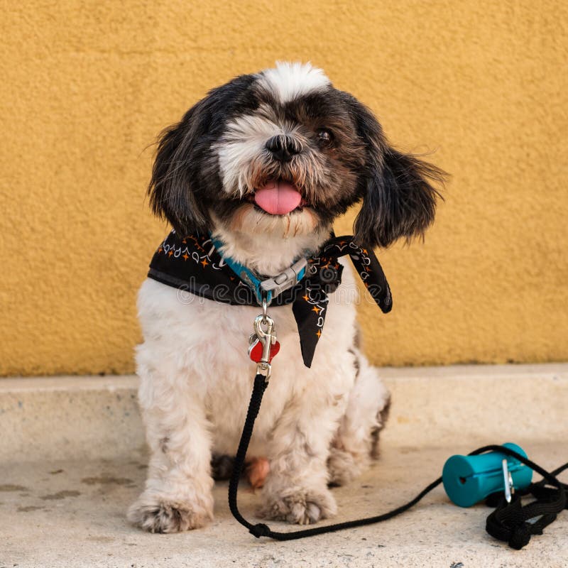 Netter shih tzu Hund lizenzfreies stockfoto Netter shih tzu Hund lizenzfreies stockfoto