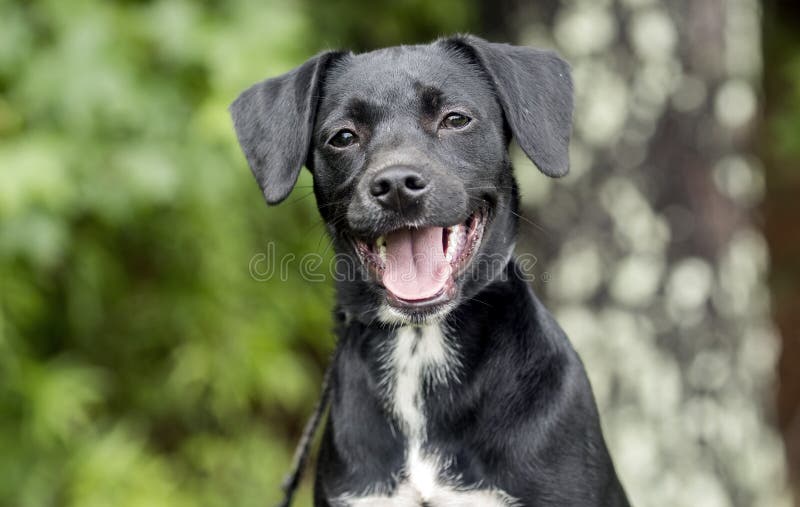 Netter Spürhund-Terrier-Dachshund mischte Zuchthündchen draußen auf Leine lizenzfreie stockfotos Netter Spürhund-Terrier-Dachshund mischte Zuchthündchen draußen auf Leine lizenzfreie stockfotos