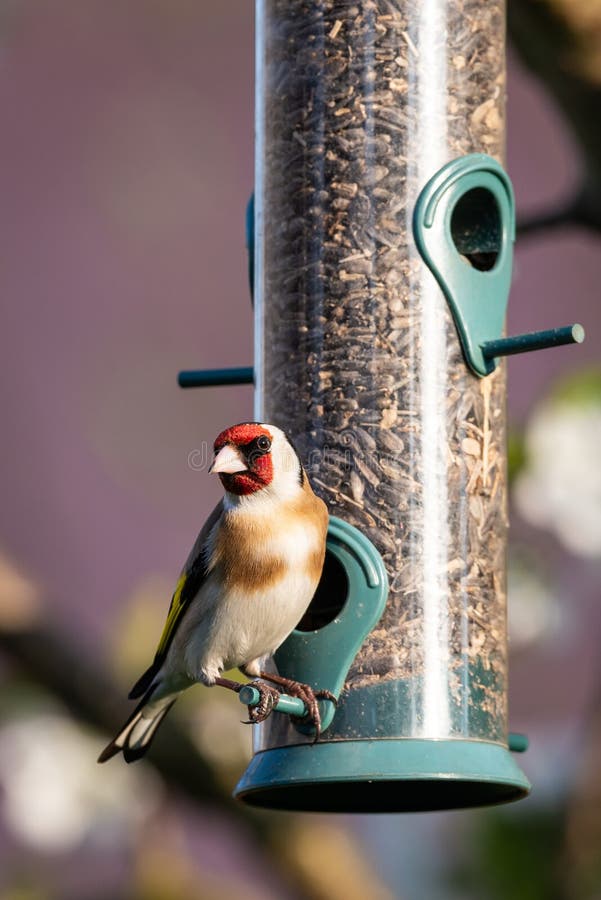 Netter weiblicher Dompfaffvogel hockte auf Plastikzufuhr stockfotografie Netter weiblicher Dompfaffvogel hockte auf Plastikzufuhr stockfotografie