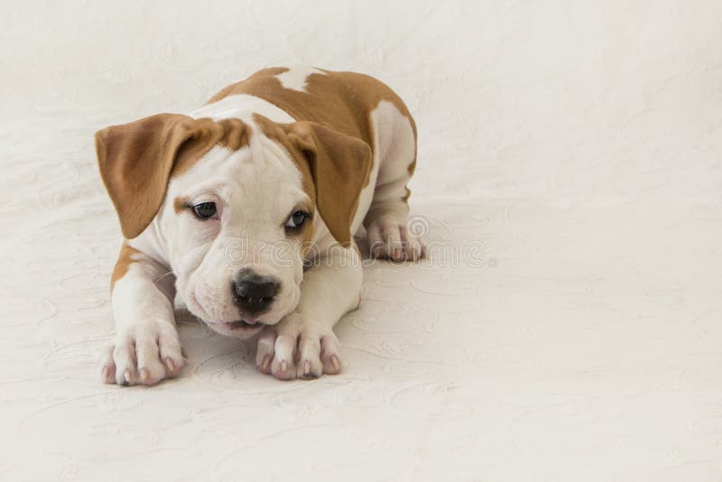 Netter Welpe American Staffordshire Terrier lokalisiert auf weißem Hintergrund Nahaufnahme mit Raum für Kopie lizenzfreies stockfoto Netter Welpe American Staffordshire Terrier lokalisiert auf weißem Hintergrund Nahaufnahme mit Raum für Kopie lizenzfreies stockfoto