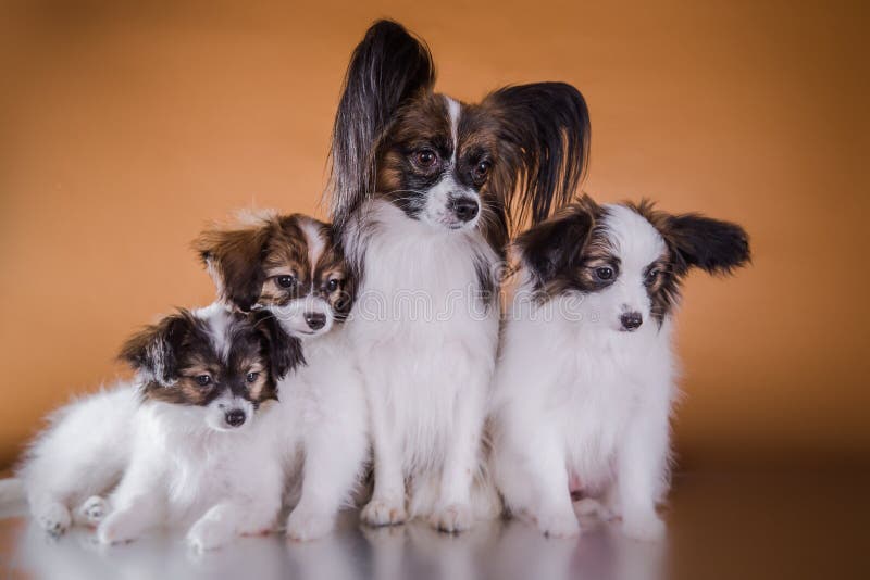 Netter Welpe Von Zucht Papillon Stockbild Bild von freund, schön