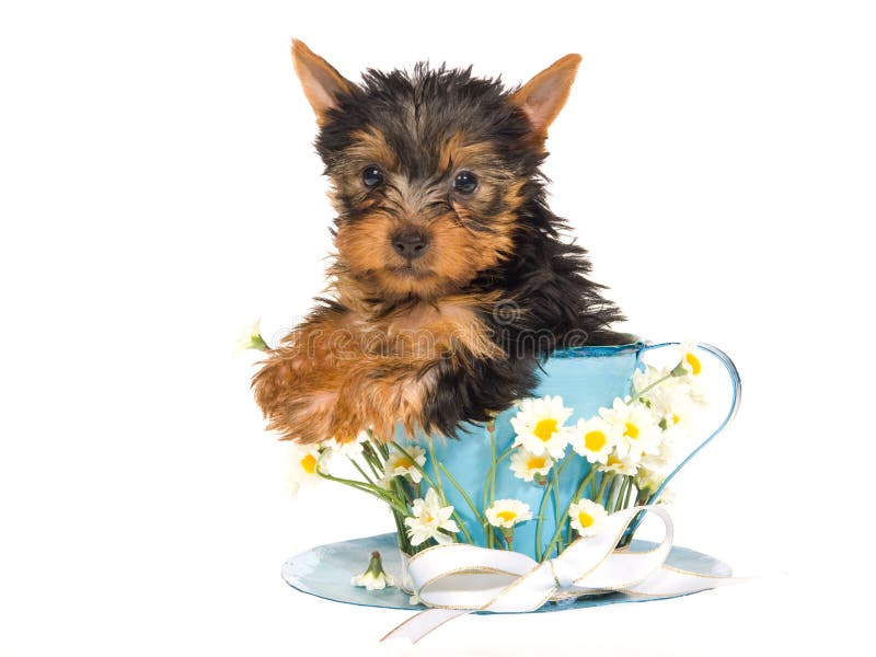 Hubscher Yorkie Welpe Auf Mini Braunem Fahrrad Stockfoto Bild Von Pedigreed Yorkshire 10143088