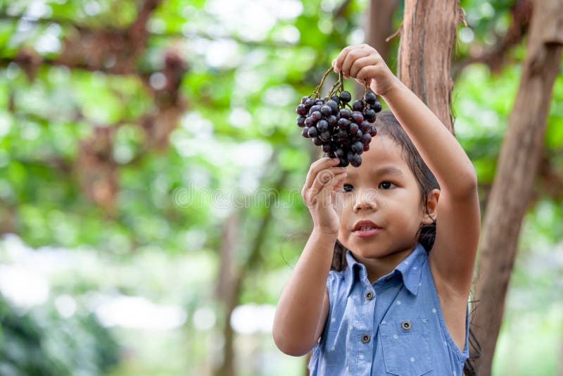 Nettes asiatisches Kindermädchen, das Bündel rote Trauben hält lizenzfreie stockfotos Nettes asiatisches Kindermädchen, das Bündel rote Trauben hält lizenzfreie stockfotos