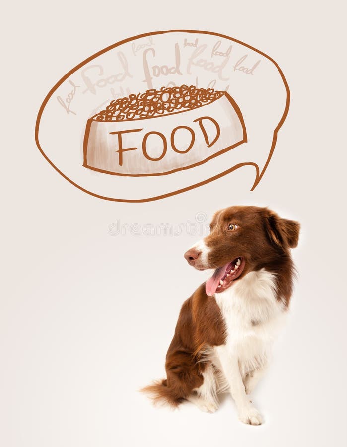 Nettes border collie, das über Lebensmittel träumt lizenzfreies stockfoto Nettes border collie, das über Lebensmittel träumt lizenzfreies stockfoto