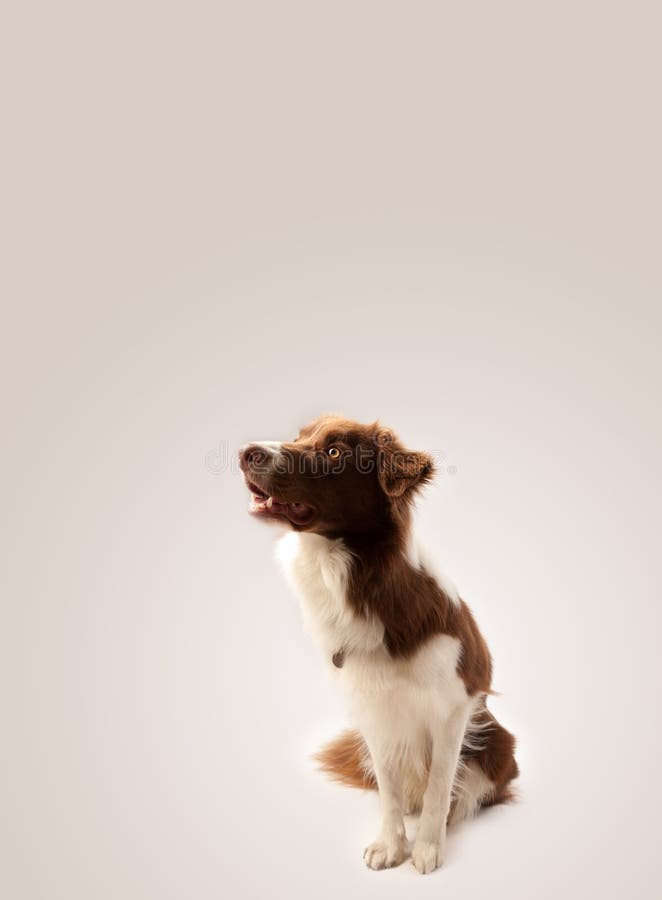 Nettes border collie mit Kopienraum lizenzfreie stockfotos Nettes border collie mit Kopienraum lizenzfreie stockfotos