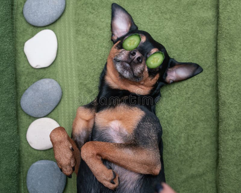 Nettes Haustier Â, das in Badekurort Wellness sich entspannt Hund mit einer Scheibe von Gurken auf den Augen Lustiges pflegendes