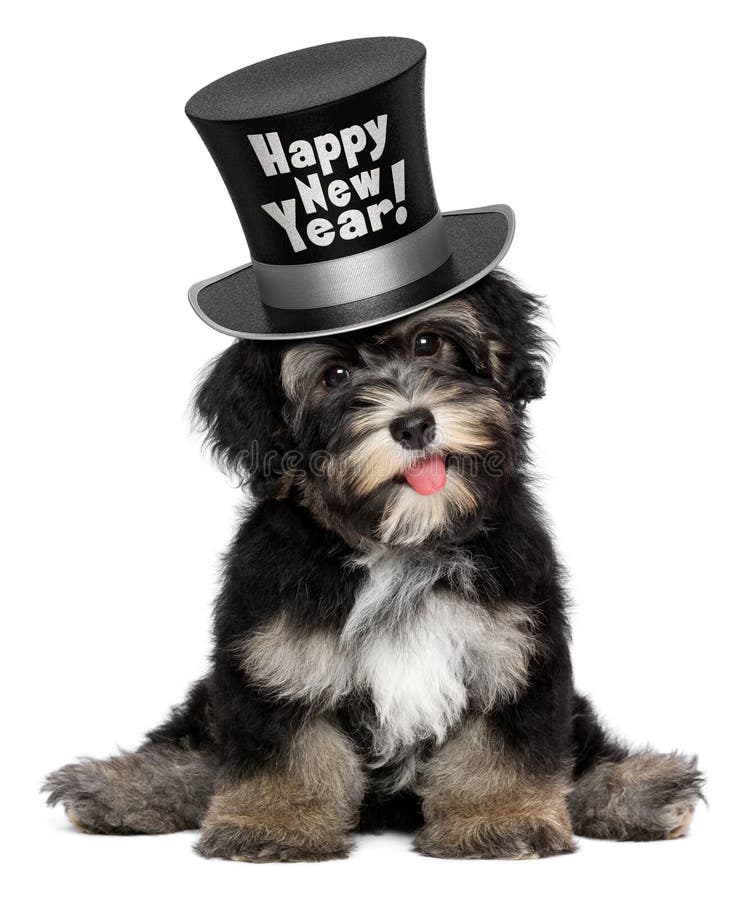 Nettes havanese Hündchen trägt einen guten Rutsch ins Neue Jahr-Zylinder lizenzfreie stockbilder Nettes havanese Hündchen trägt einen guten Rutsch ins Neue Jahr-Zylinder lizenzfreie stockbilder