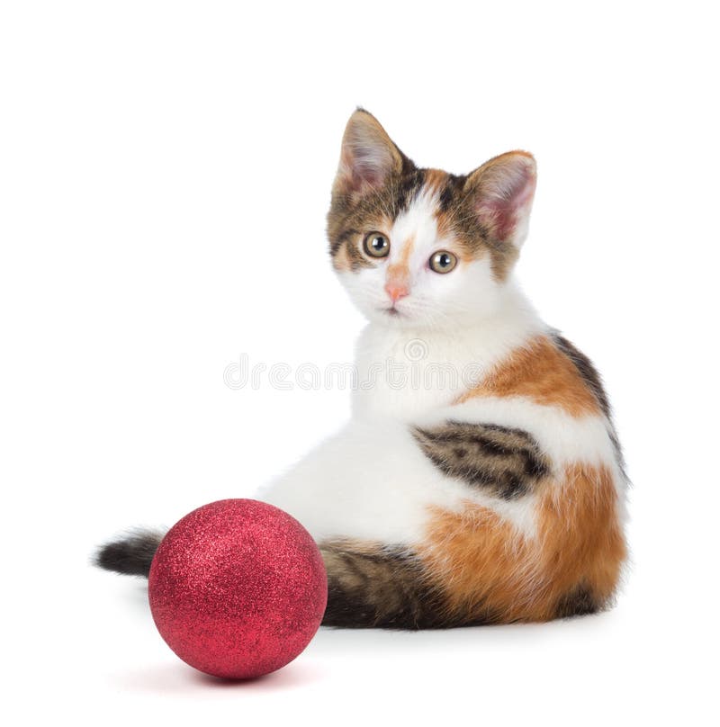 Nettes Kalikokätzchen, das nahe bei einer Weihnachtsverzierung auf einem whi sitzt stockfoto Nettes Kalikokätzchen, das nahe bei einer Weihnachtsverzierung auf einem whi sitzt stockfoto