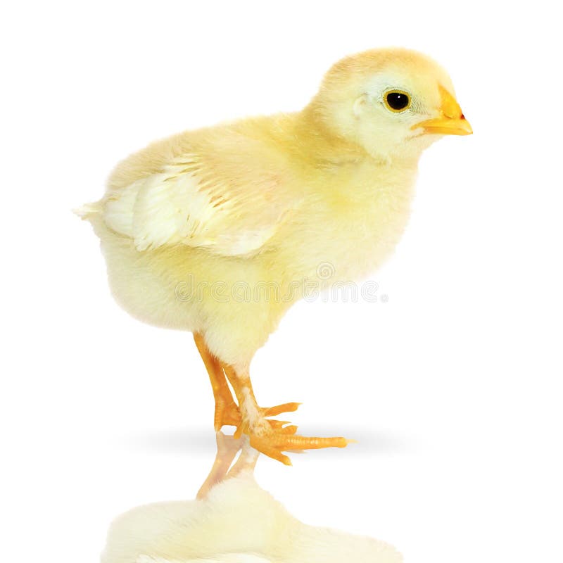 Süßes kleines Hähnchen lizenzfreies stockbild