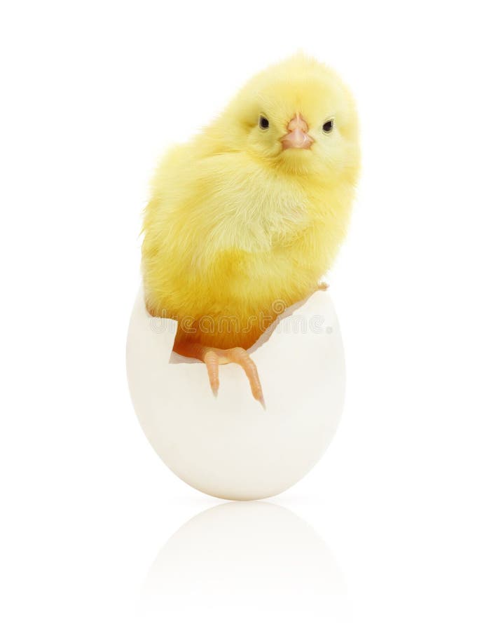 Cute little chicken coming out of a white egg isolated on white background. Cute little chicken coming out of a white egg isolated on white background