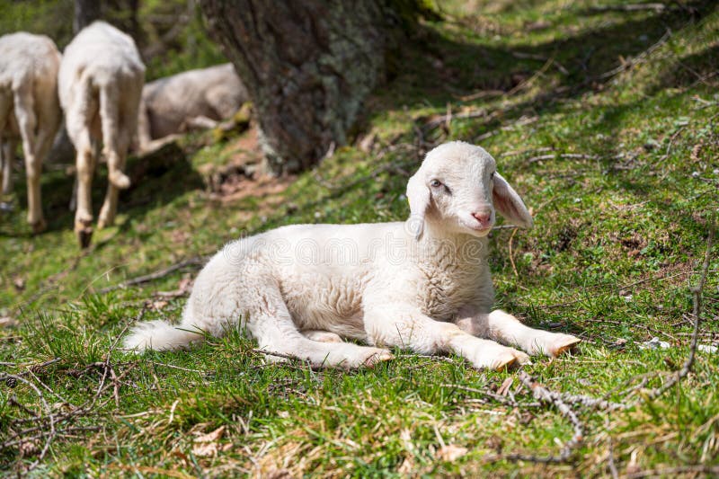 Nettes kleines Lamm, das in einem Schatten des Baumes beruht,. lizenzfreies stockfoto
