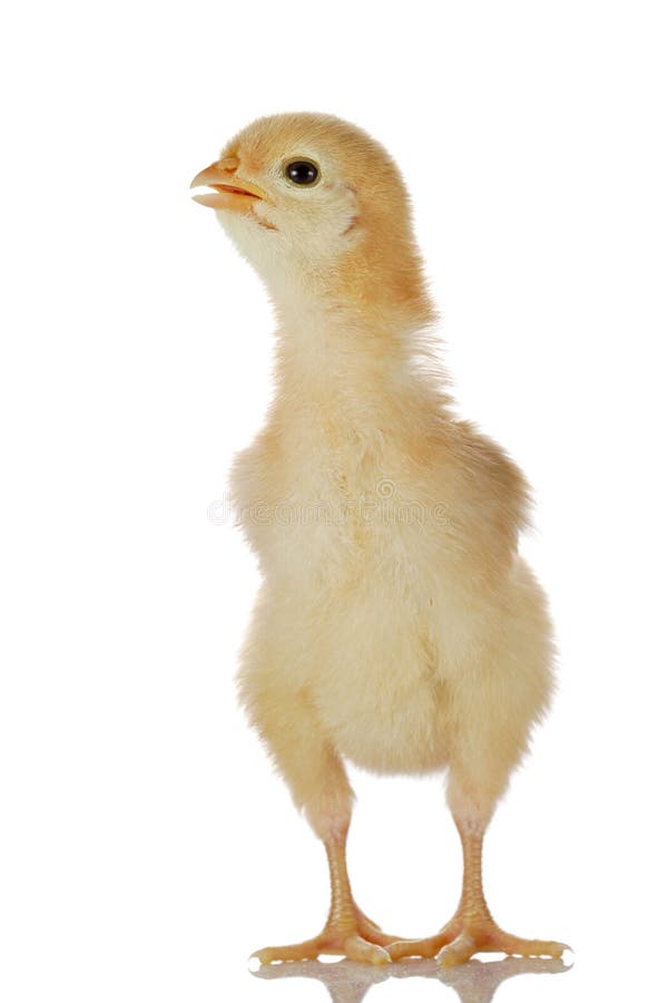 Süßes kleines Küken stockbild