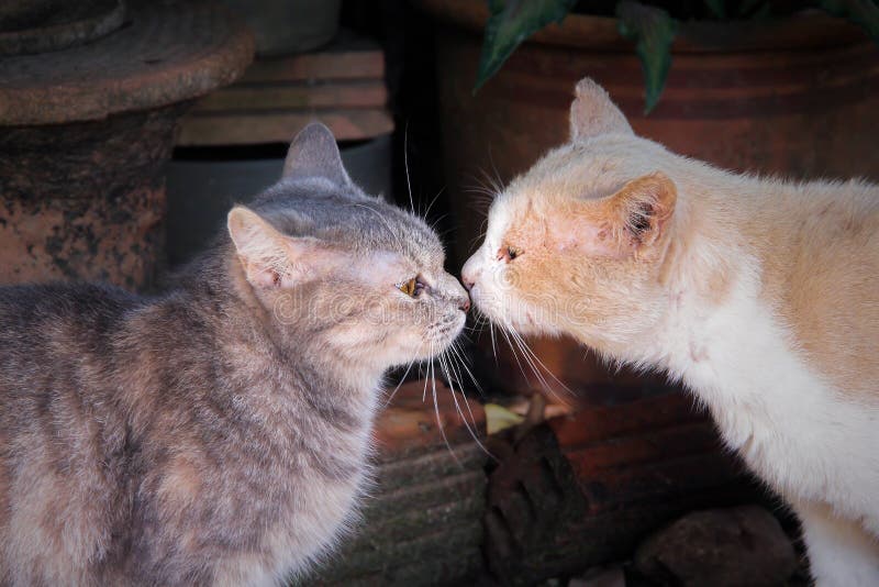 Nettes Kätzchen der grauen getigerten Katze, das reizende flaumige braune Katze küsst lizenzfreie stockfotografie Nettes Kätzchen der grauen getigerten Katze, das reizende flaumige braune Katze küsst lizenzfreie stockfotografie
