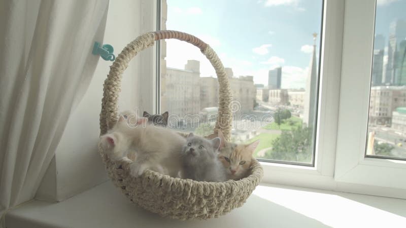 Nettes Kätzchen mit Mutterkatze