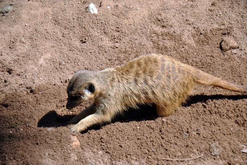 Nettes meerkat, das herum in den Sand im Sonnenschein gräbt stockbild Nettes meerkat, das herum in den Sand im Sonnenschein gräbt stockbild