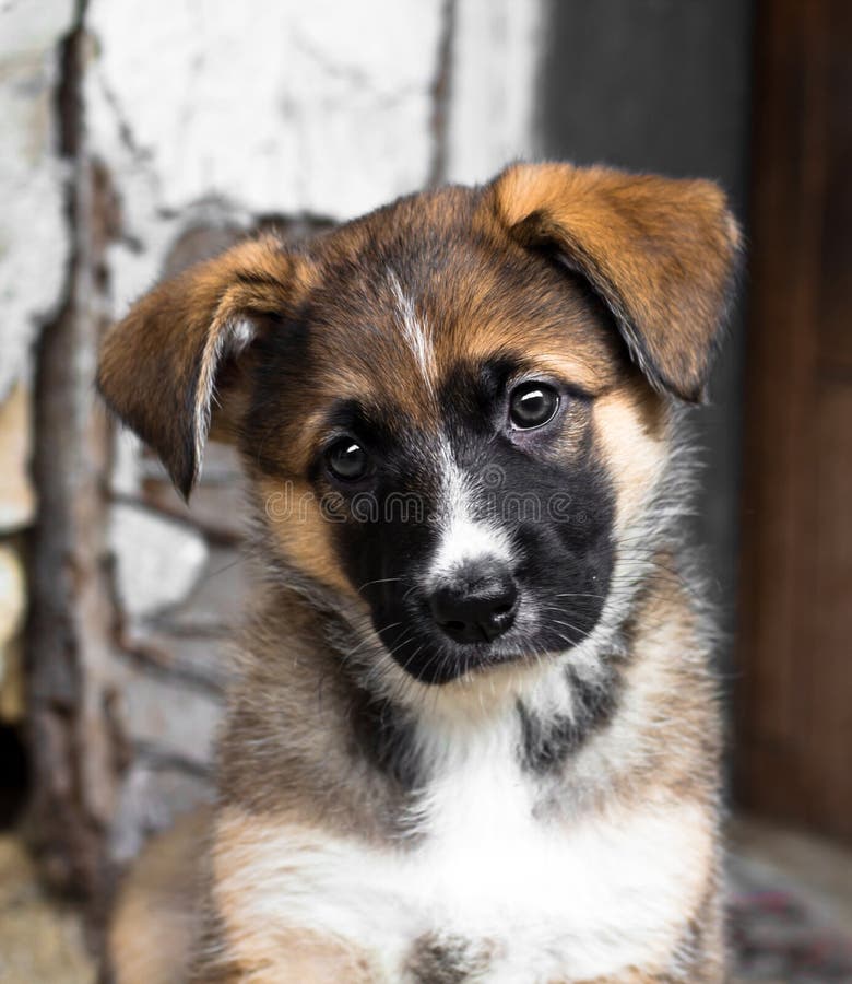 Nettes neugieriges Hundewelpe, -deutscher und -belgier shepard halfbreed lizenzfreie stockfotos Nettes neugieriges Hundewelpe, -deutscher und -belgier shepard halfbreed lizenzfreie stockfotos
