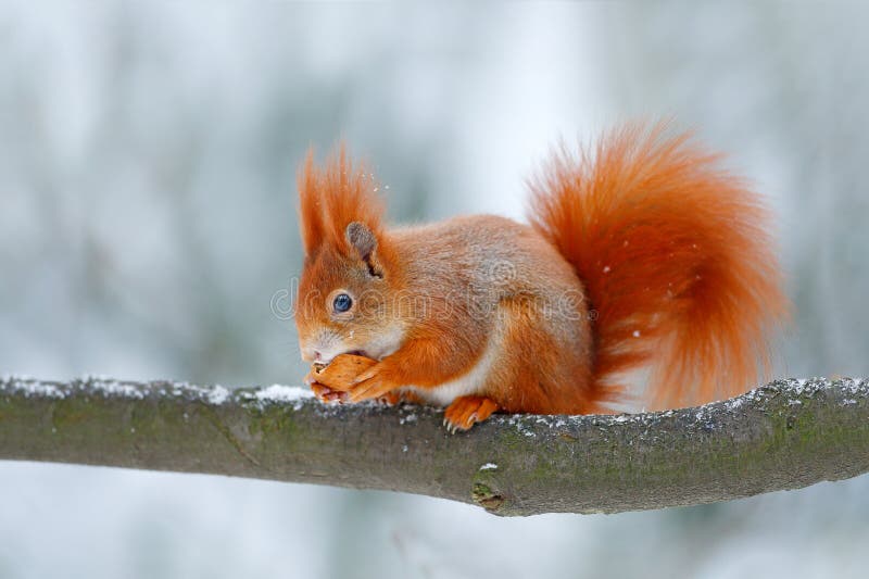 Nettes orange Eichhörnchen isst eine Nuss in der Winterszene mit Schnee, Tschechische Republik Szene der wild lebenden Tiere von