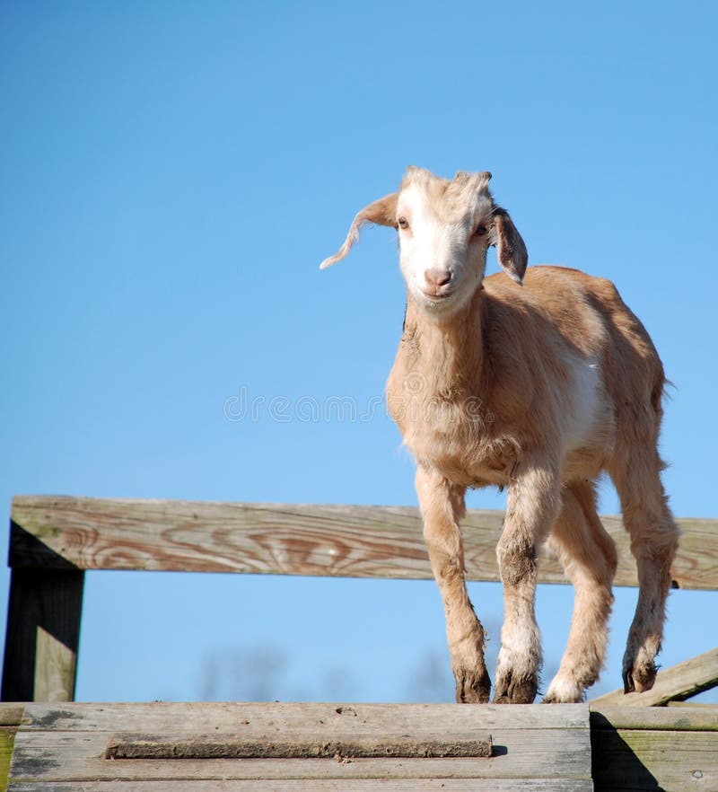 A feisty young goat that has been running around in the mud. A feisty young goat that has been running around in the mud.