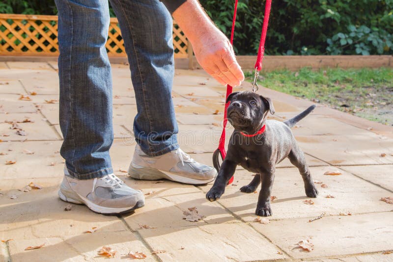 Nettes Staffordshire-Bullterrierwelpentraining auf einer roten Leine lizenzfreies stockbild Nettes Staffordshire-Bullterrierwelpentraining auf einer roten Leine lizenzfreies stockbild