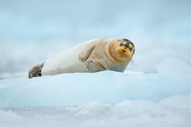 Nettes Tierlügen auf dem Eis Blauer Eisbrecher mit Dichtung kalter Winter in Europa Bartrobbe auf blauem und weißem Eis in arktis