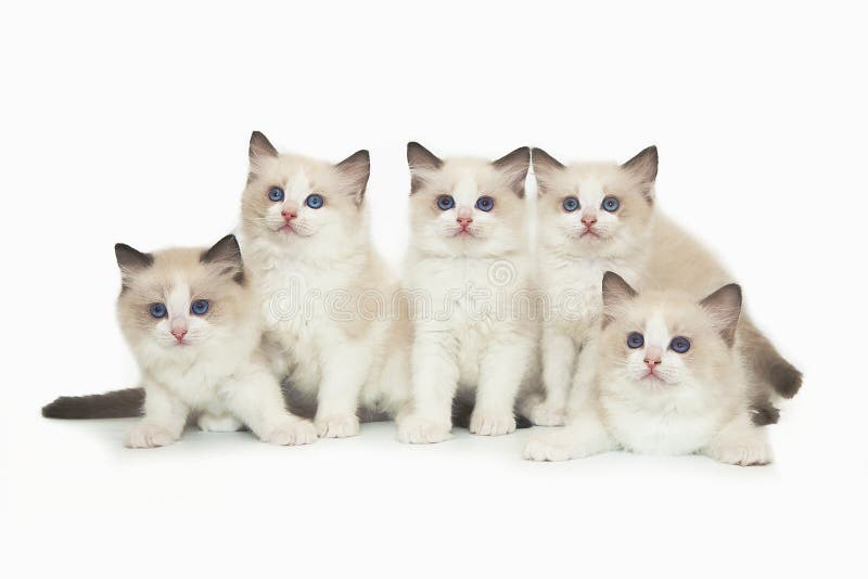 Nettes weißes ragdoll fünf Kätzchen auf weißem Hintergrund stockfotos Nettes weißes ragdoll fünf Kätzchen auf weißem Hintergrund stockfotos