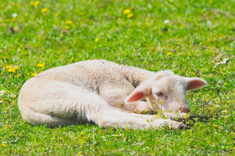 Nettes wenig Lammstillstehen stockfotos