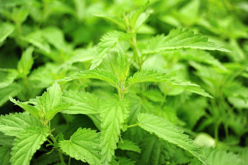 Urtiga fotografia de stock